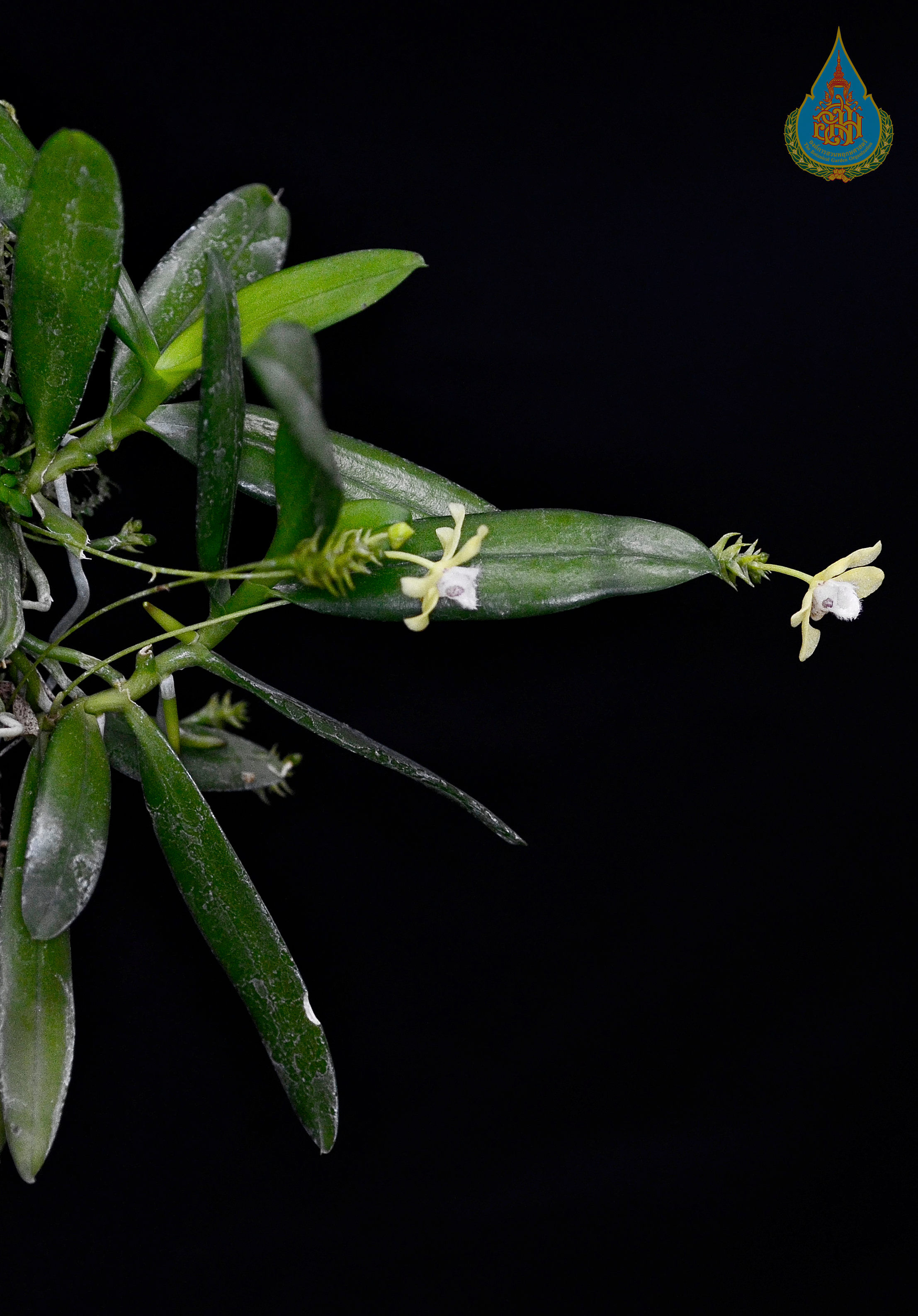 เอื้องตะขาบจิ๋ว Thrixspermum trichoglottis (Hook.f.) Kuntze<br/>ORCHIDACEAE